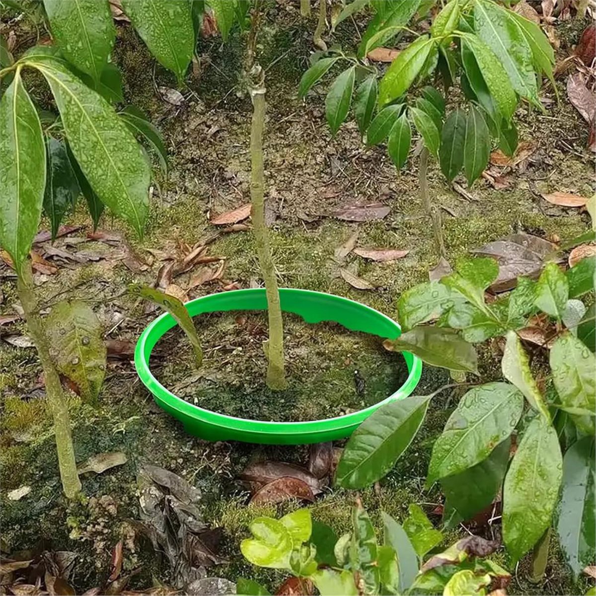 Gardening Tools Deals - 【OFERTA DE Cuenta Regresiva】 4 Anillos