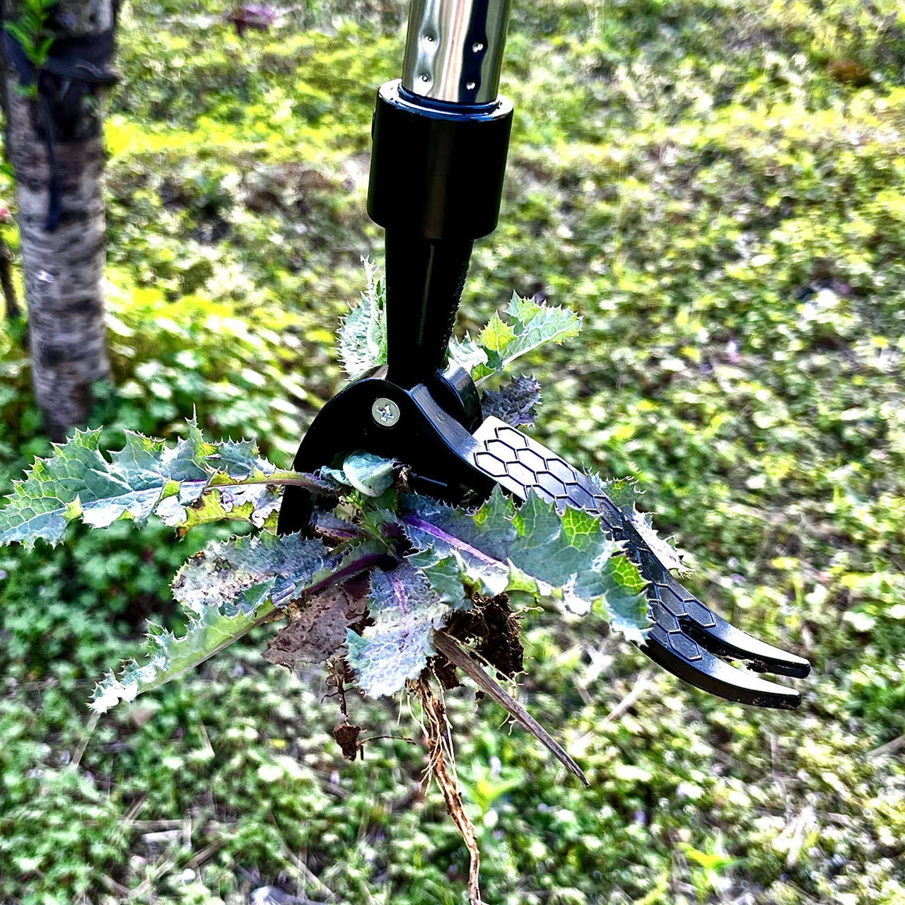 Extractor de malas hierbas de  - Gardening Tools You Need reseña y precio